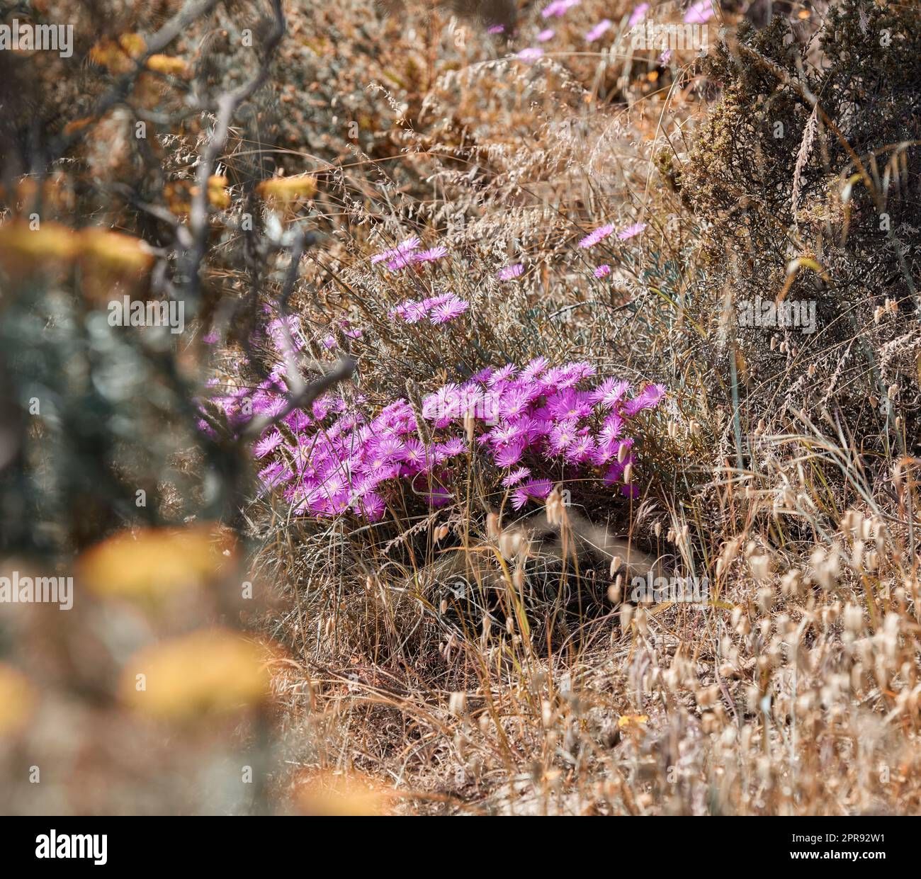 Pink trailing ice plant flowers growing in drying autumn grass in remote countryside meadow, field or a nature reserve. Desaturated view of bushes, shrubs and flora in peaceful, serene and wild land Stock Photo