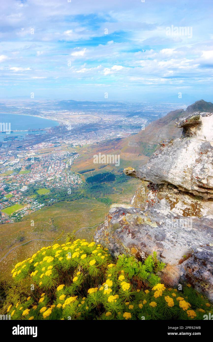 View of yellow fynbos flowers on Table Mountain in Cape Town, South Africa. Scenic landscape of a coastal city surrounded by nature and lush plants. Peaceful Cityscape for vacation or holiday Stock Photo