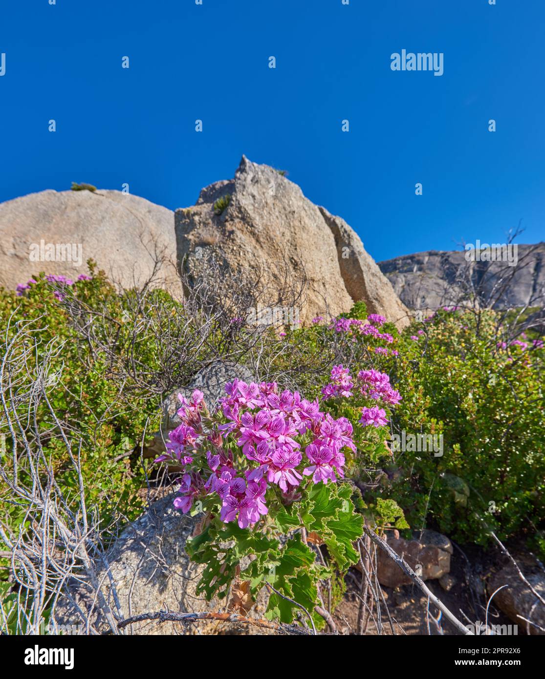 Rocky mountain side with plants flowers and clear blue sky on a sunny Summer day. Beautiful isolated relaxing and tranquil scene in nature. Wilderness located in the Western Cape of South Africa Stock Photo