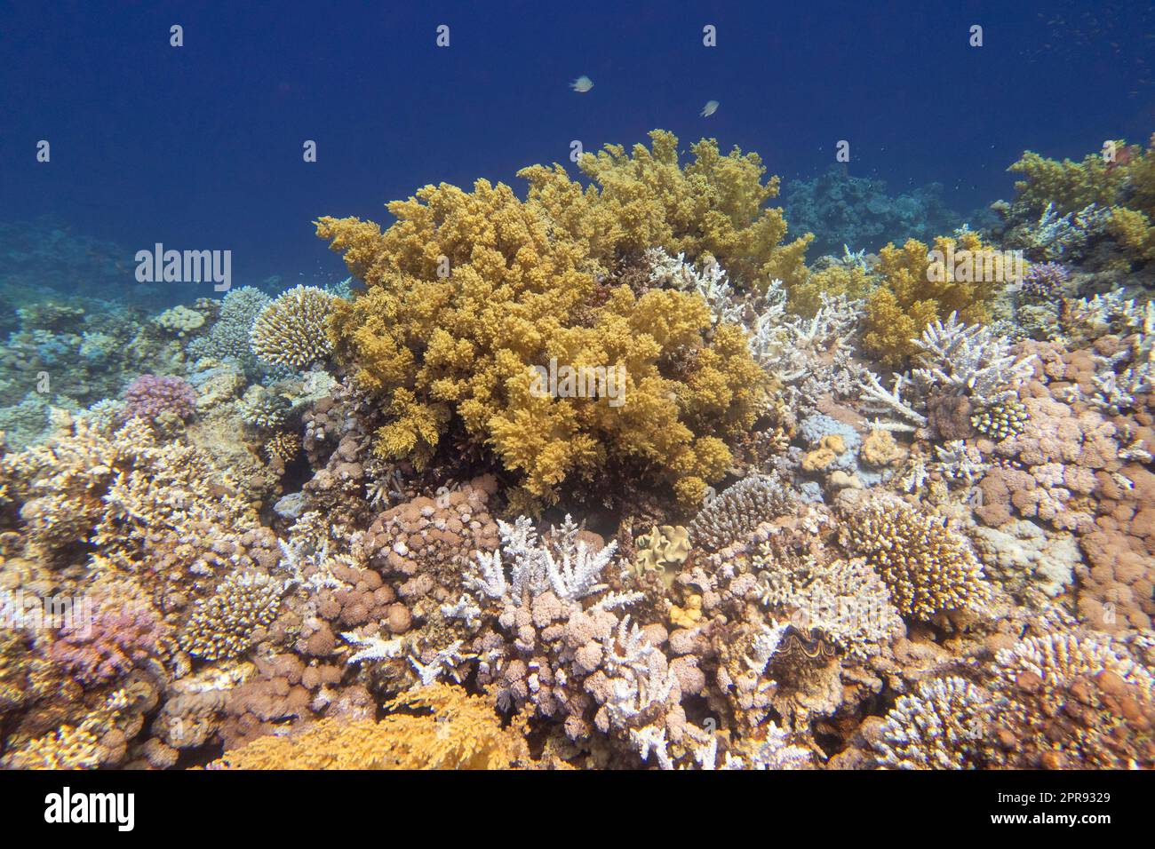 Colorful, picturesque coral reef at bottom of tropical sea, yellow broccoli coral, underwater landscape Stock Photo