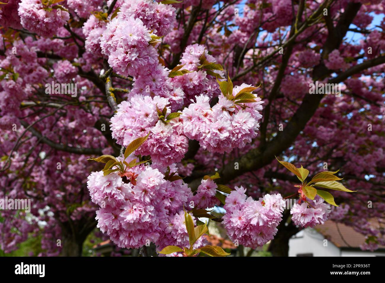 Pink flowering ornamental cherry in the garden Stock Photo - Alamy