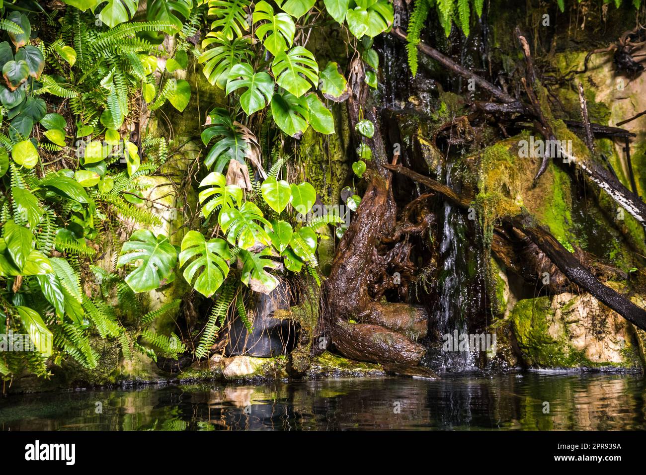 tropical pond in a rainforest mangrove Stock Photo