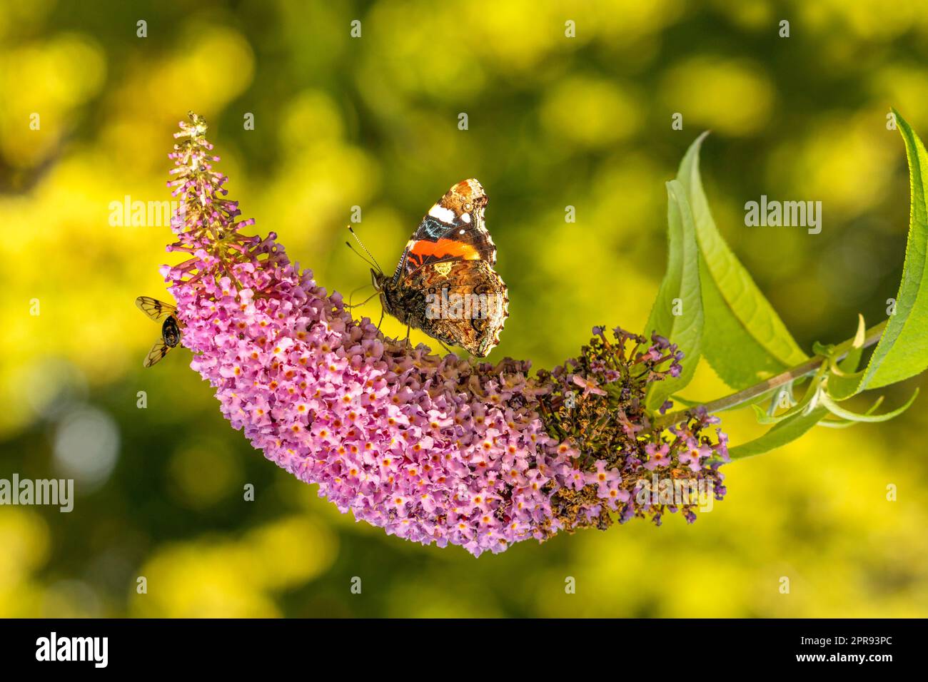 Butterfly seeking nectar on  purple flowers Stock Photo