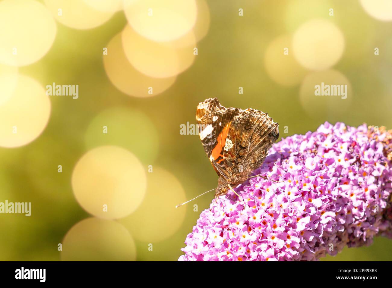 Close-up delicate natural butterfly on flower Stock Photo