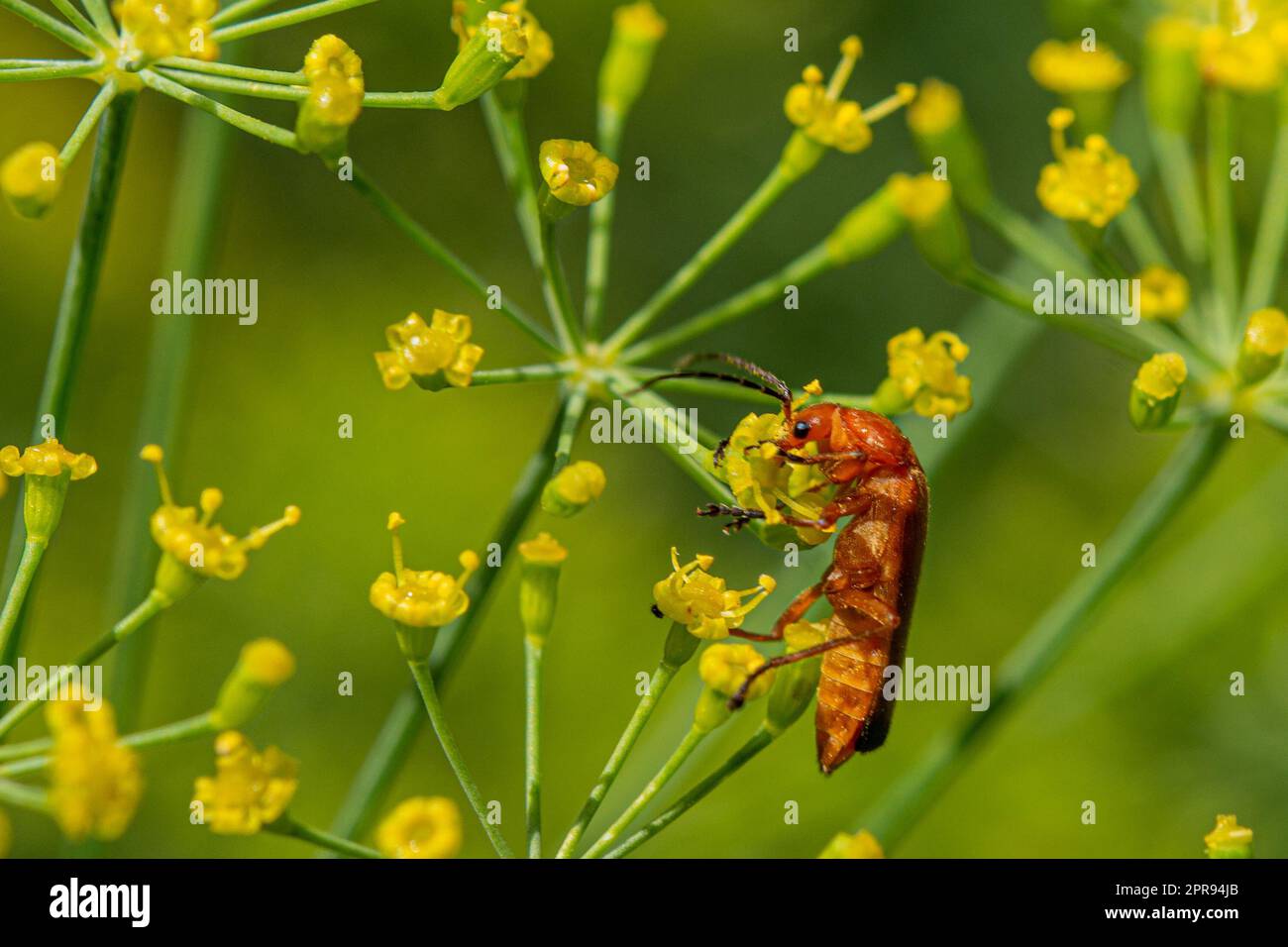 Beetle on dill flowers Stock Photo Alamy