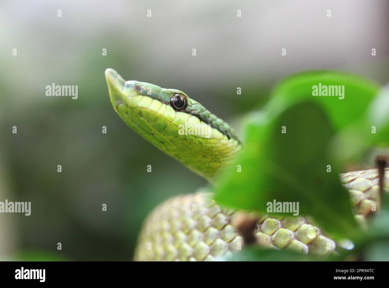 Langnasenstrauchnatter  Argentinian Long-nosed Tree Snake  (Philodryas baroni) Stock Photo