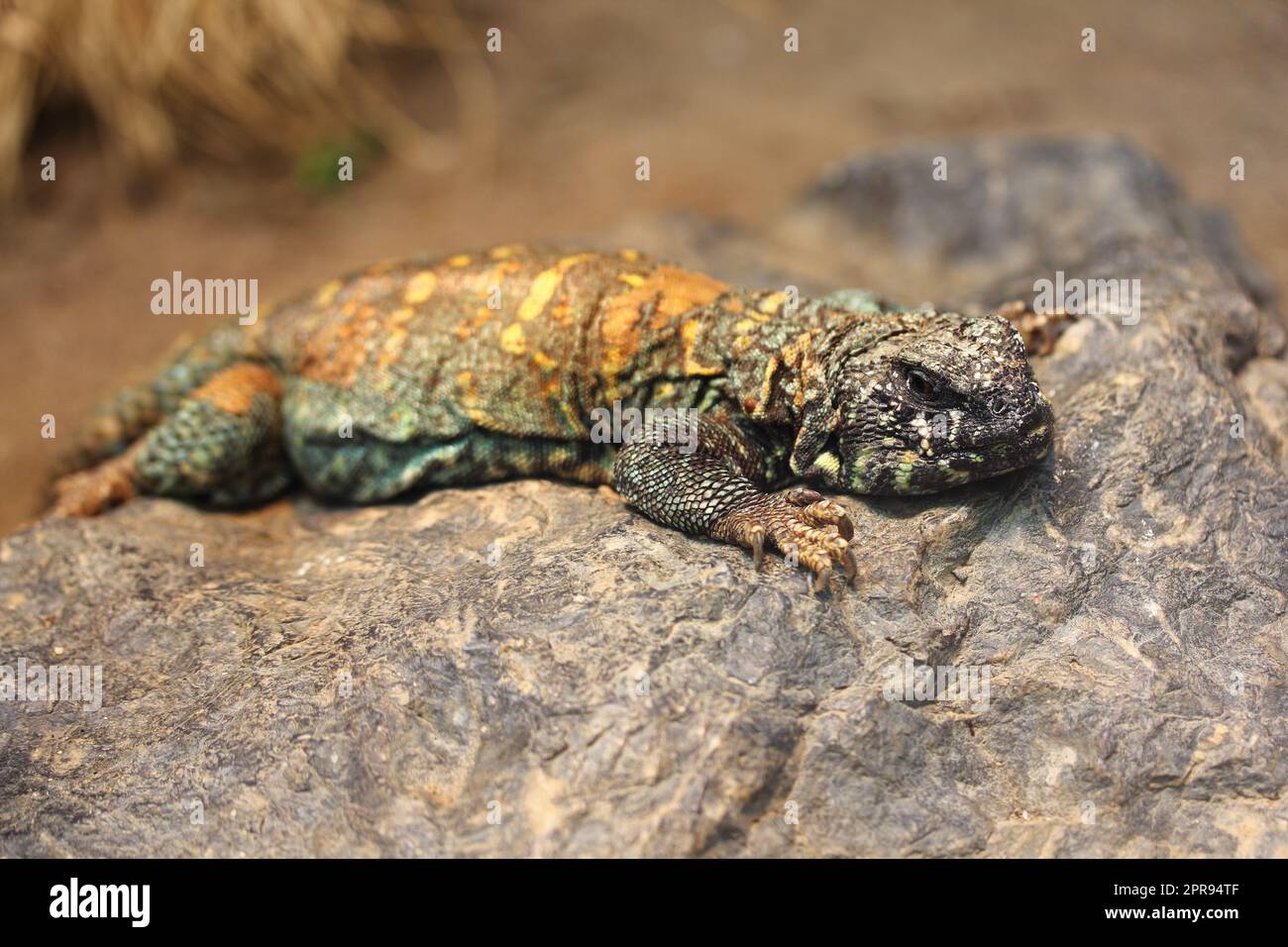 Geschmückte Dornschwanzagame   Uromastyx ocellata  (Uromastyx ocellata) Stock Photo