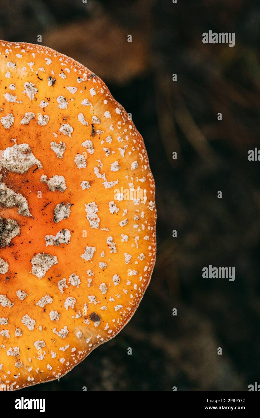 Close Up Of Amanita muscaria, commonly known as the fly agaric or fly amanita In Autumn Forest In Belarus Stock Photo