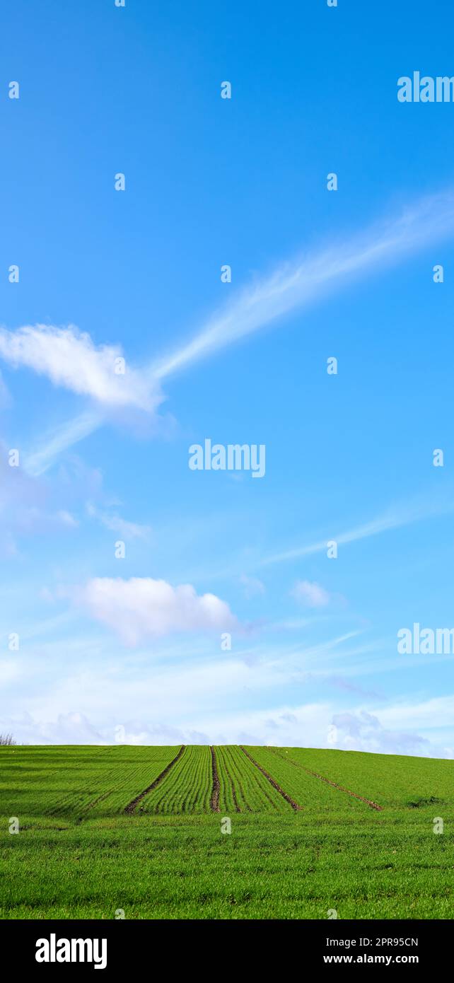 Green fields and blue skies. Green fields and blue sky in spring and early summer. Stock Photo