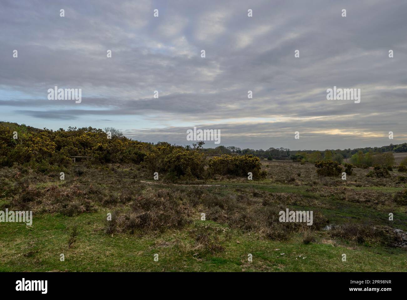 The new forest landscape hi-res stock photography and images - Alamy