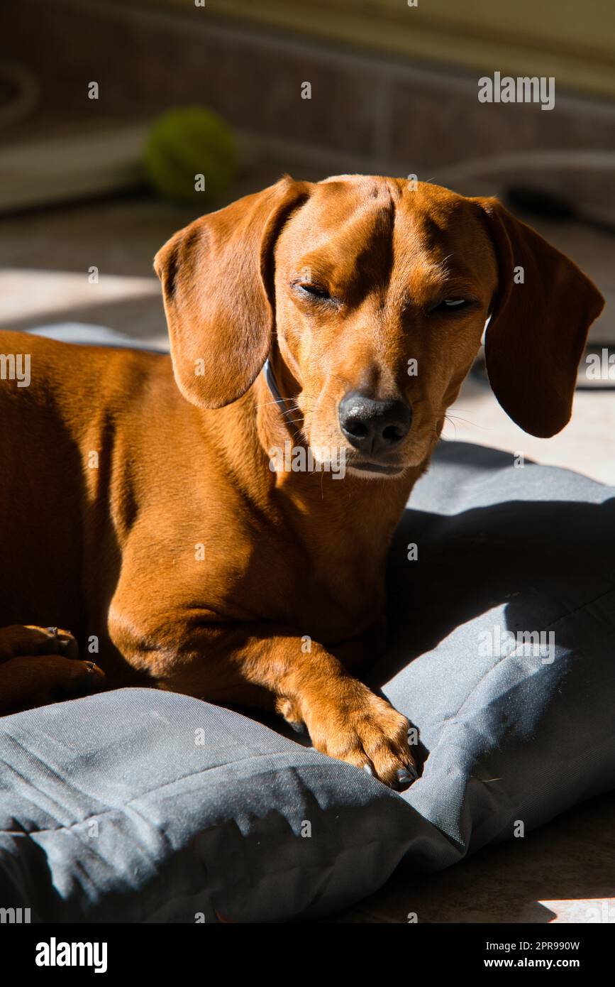 he dog has a silky and shiny reddishbrown coat, which looks soft and