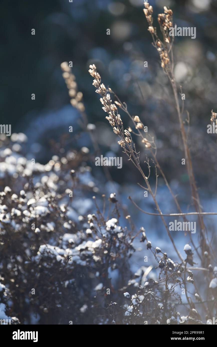 A dry garden covered in snow on a sunny day outdoors in the backyard of a home. Detail of snowy plants or nature in a park field on a cold winter afternoon. Nature covered with frost or ice in a yard Stock Photo