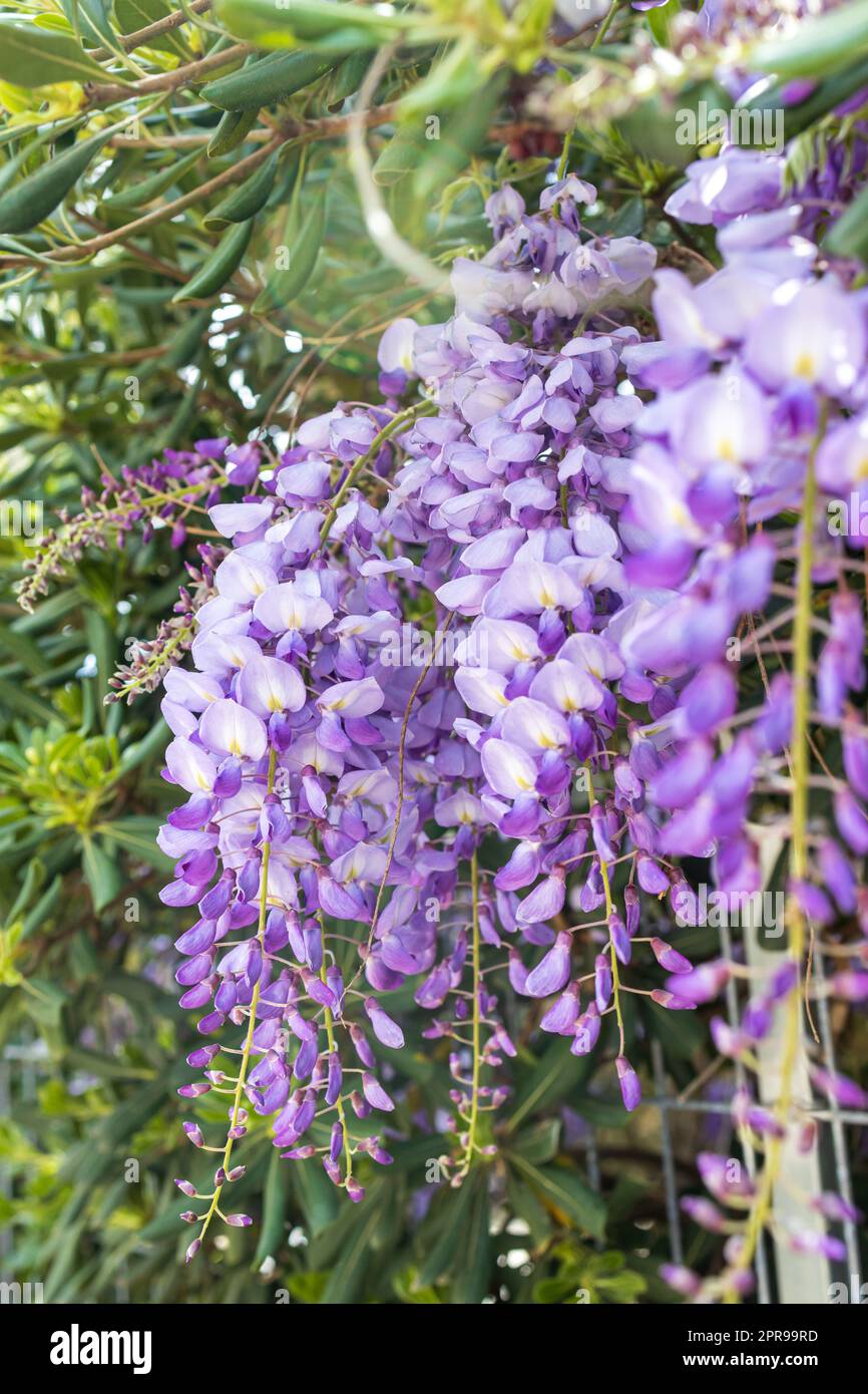 Flowering Wisteria tree on house wall background in Germany. Natural home  decoration with flowers of Chinese Wisteria ( Fabaceae Wisteria sinensis  Stock Photo - Alamy