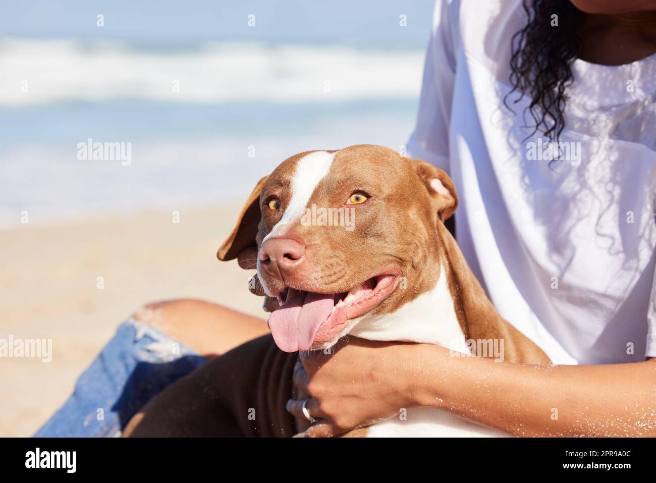 Were having a great summer, pitty youre not here. a woman spending a day at the beach with her adorable dog. Stock Photo