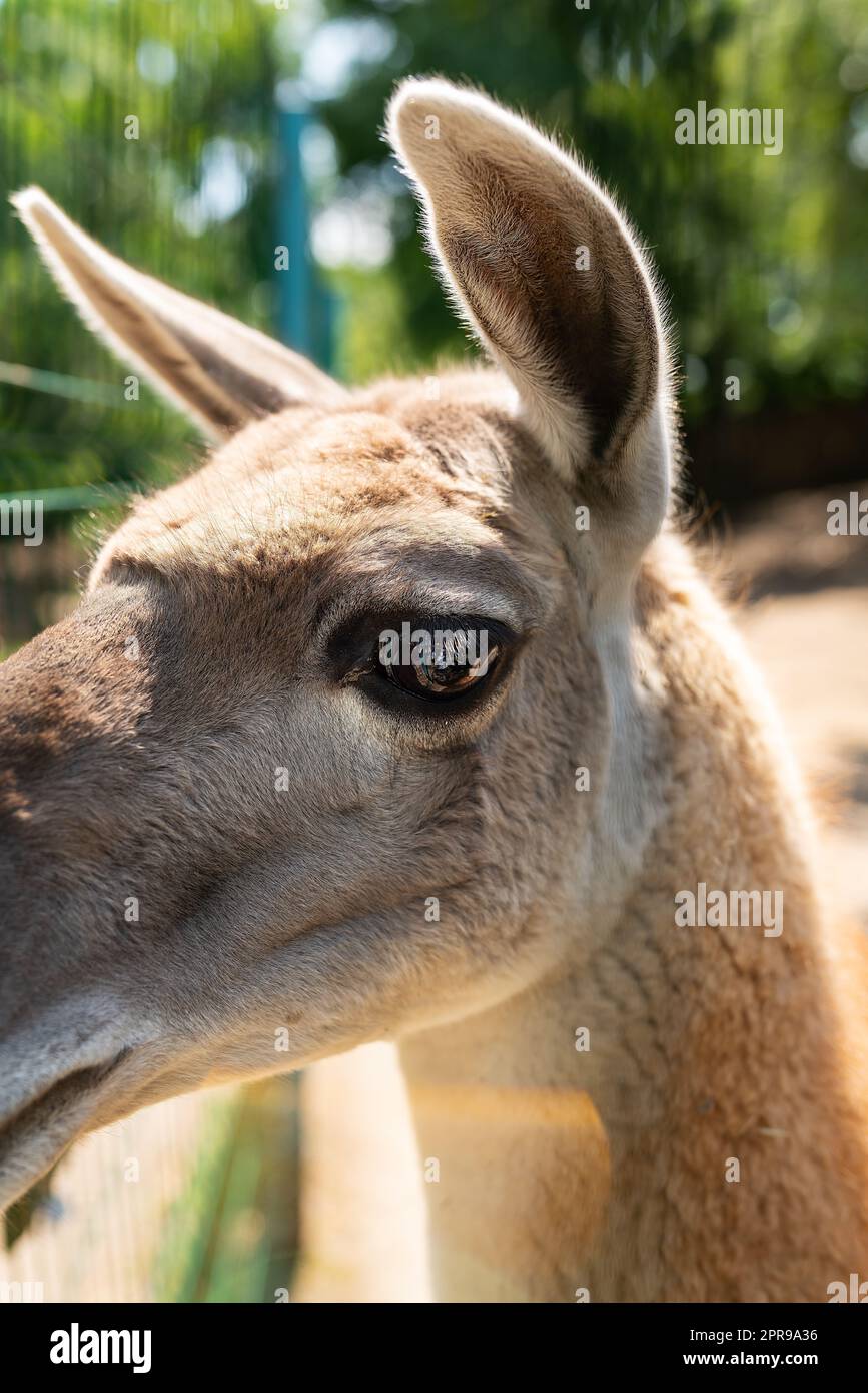 Very beautiful lama portrait. Domesticated South American camel at the zoo. Lama in the zoo, petting zoo. Stock Photo