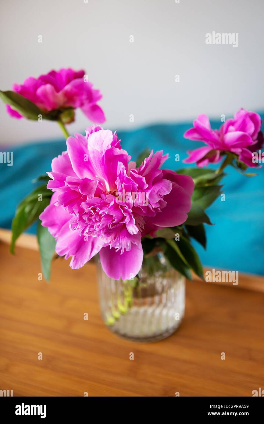 Beautiful pink peonies in a glass vase are standing on a wooden tray in bed. Close-up. Stock Photo
