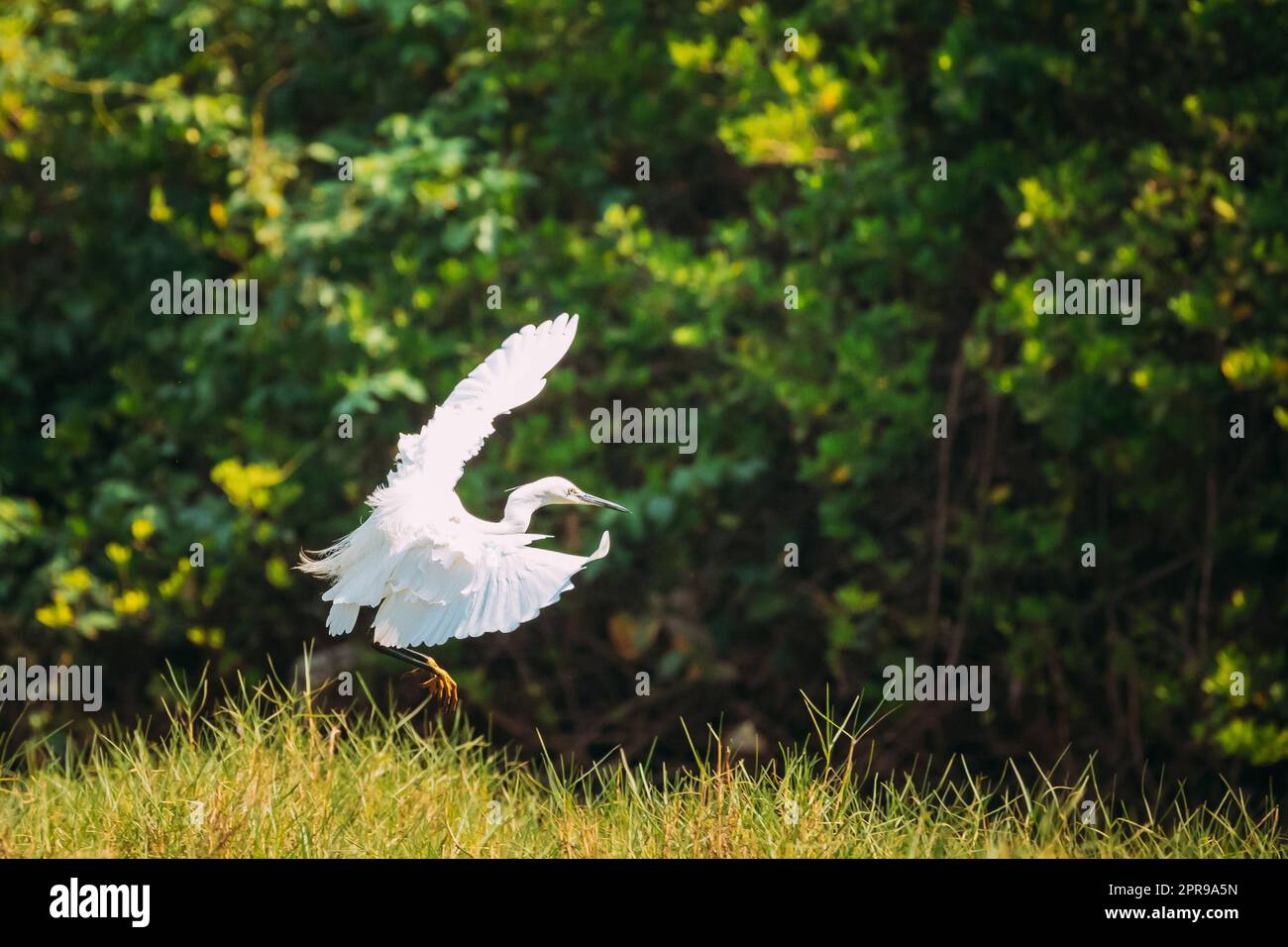 Goa, India. White Little Egret Landing On Grass Stock Photo