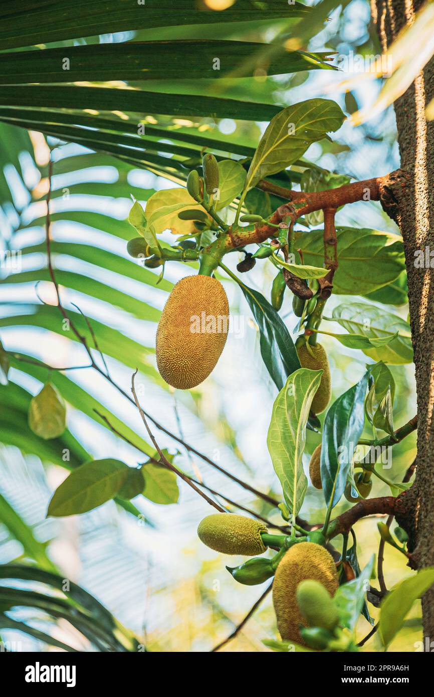 Goa, India. Close View Of Jackfruit On Tree Stock Photo