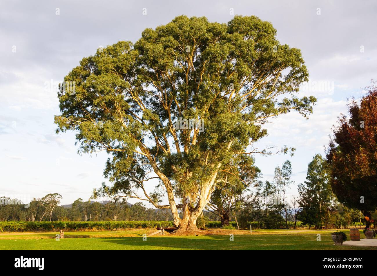 Majestic gum tree lit by the late afternoon autumn sun Whitfield