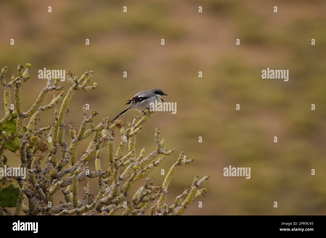 Southern grey shrike calling. Stock Photo