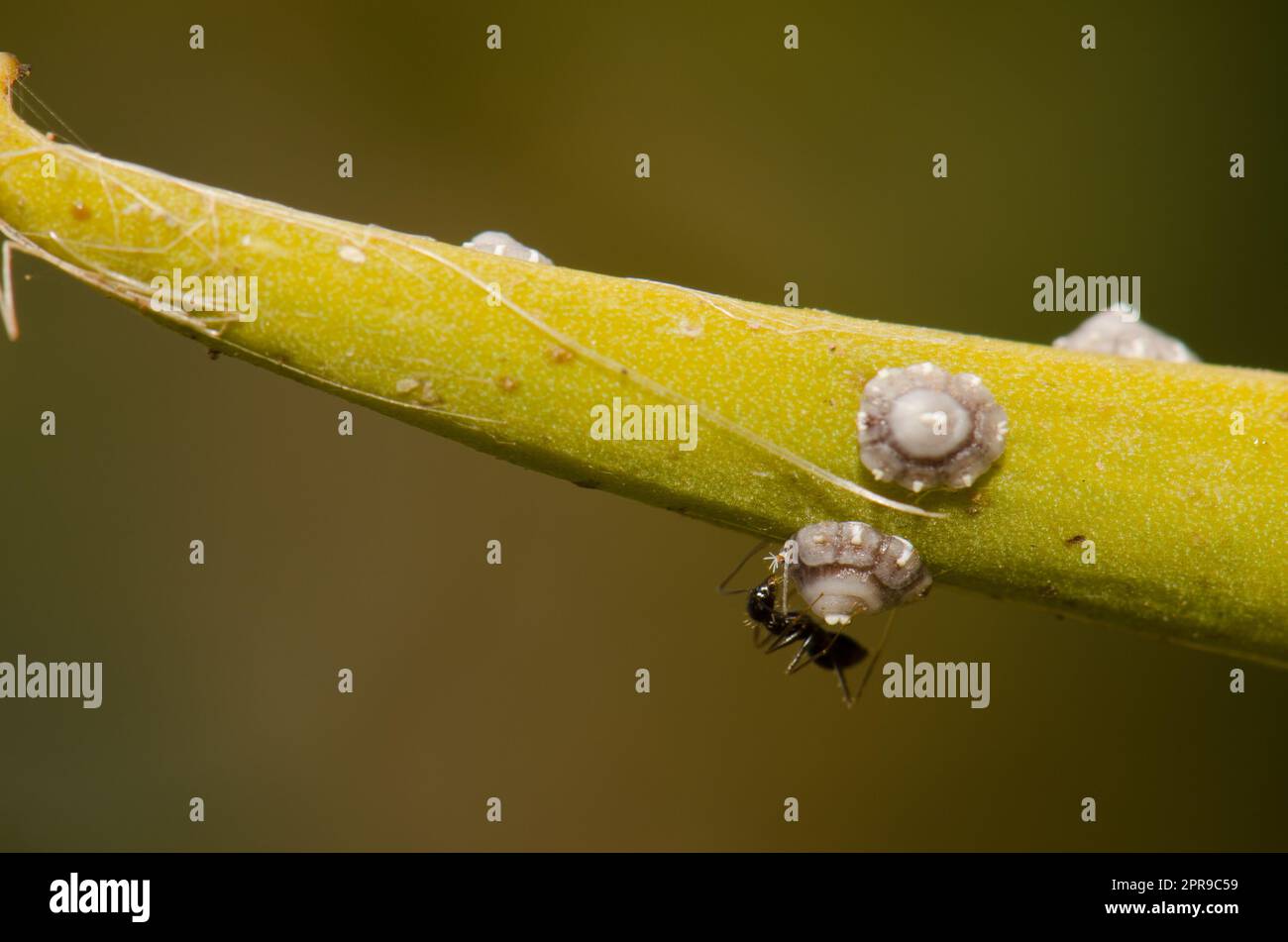 Ant searching for the honeydew excreted by a cochineal. Stock Photo