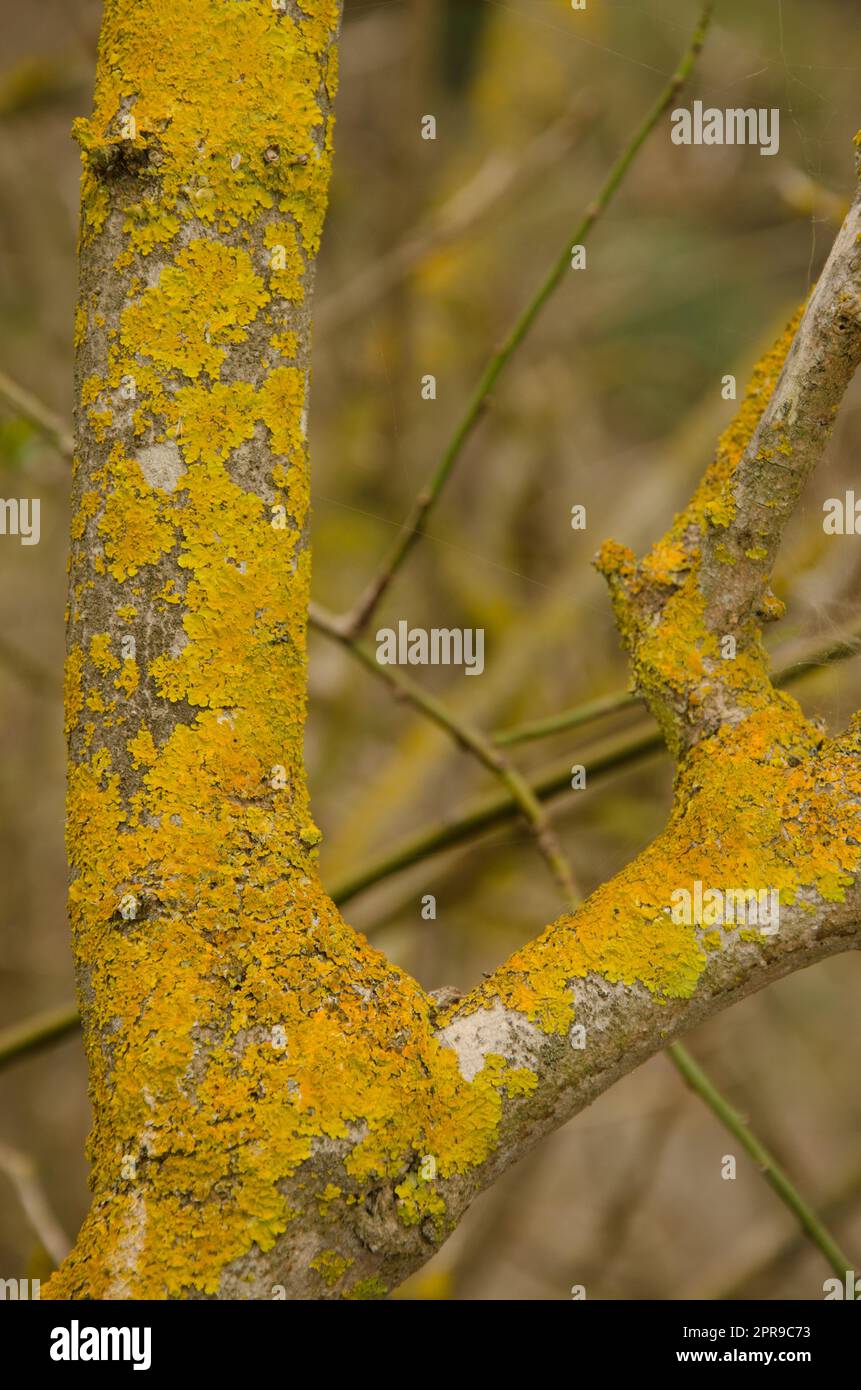 Common orange lichen. Stock Photo