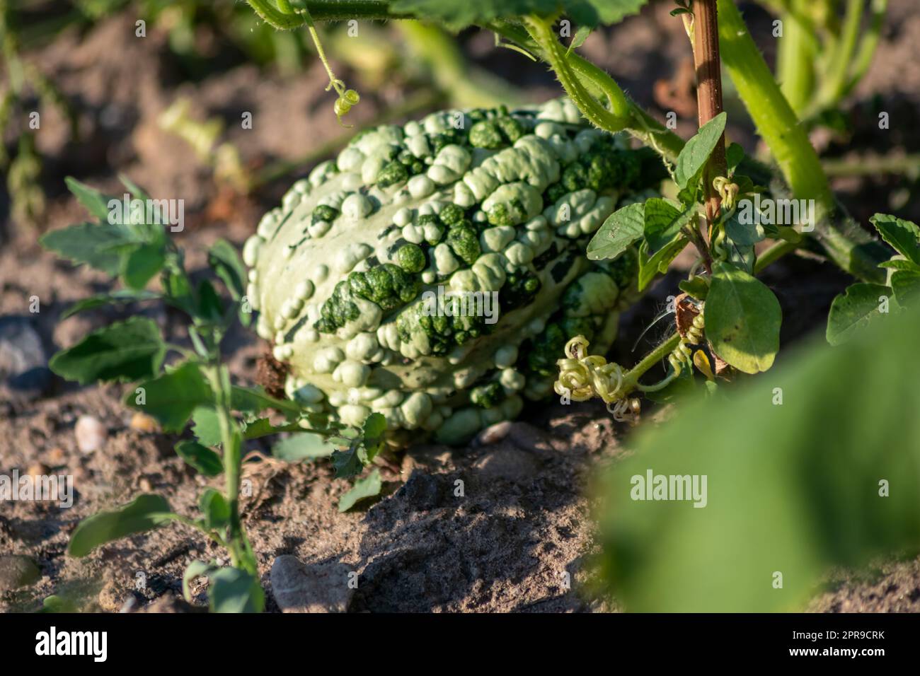 Growing pumpkins on organic farmland with ripening squash vegetables cultivation for halloween and thanksgiving with blossom home-grown cultivation of healthy nutrition as seasonal gardening snack Stock Photo