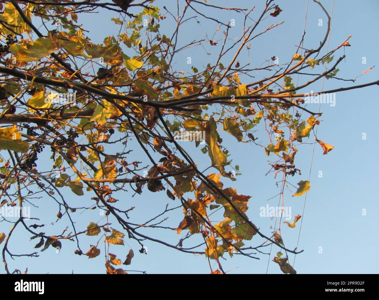 Vines with leaves and berries wind around the branches of the tree ...