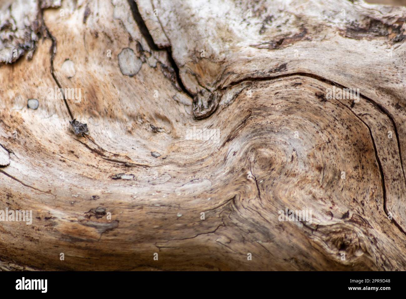 Natural figure of organic wooden grain shows tree details of hardwood ...
