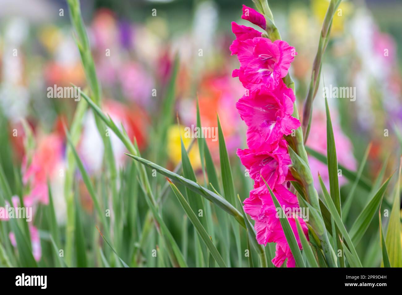 Field of flowers to cut by yourself in intense colors and vibrant colors shows the summer from floral and colorful side with different flowers and many colorful blossoms for mothers day or valentines Stock Photo