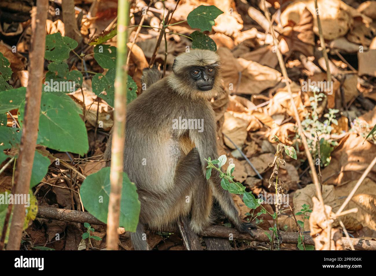 Goa, India. Gray Langur Monkey Sitting On Forest Ground Stock Photo