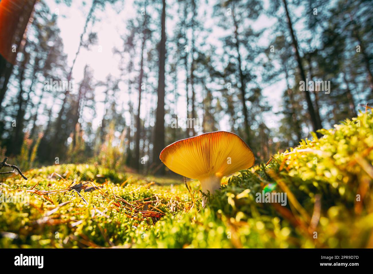 Mushroom Russula emetica - sickener, emetic russula, or vomiting russula. Autumn Forest. Conditionally edible fungus. Sunshine Sunlight Through Woods Landscape. Belarus, Europe Stock Photo