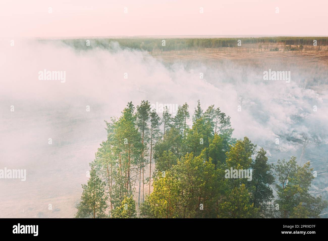 Aerial View. Spring Dry Grass Burns During Drought Hot Weather. Bush Fire And Smoke In Pine Forest. Wild Open Fire Destroys Grass. Nature In Danger. Ecological Problem Air Pollution Stock Photo