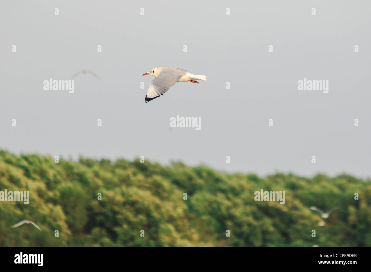 Seagulls flying in the sky , Living together in a large group Is a wetlands bird along the coast Stock Photo