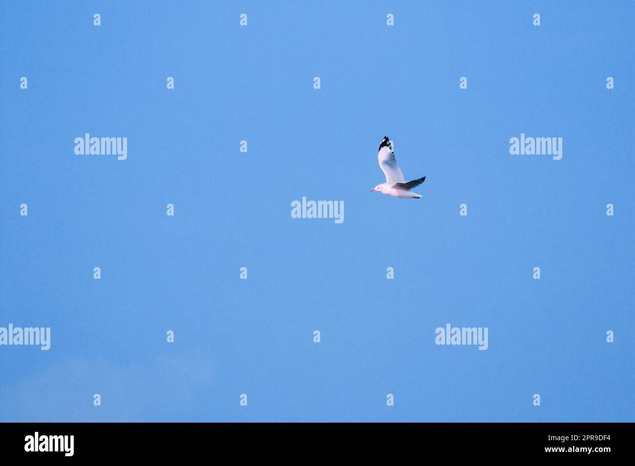 Seagulls flying in the sky , Living together in a large group Is a wetlands bird along the coast Stock Photo
