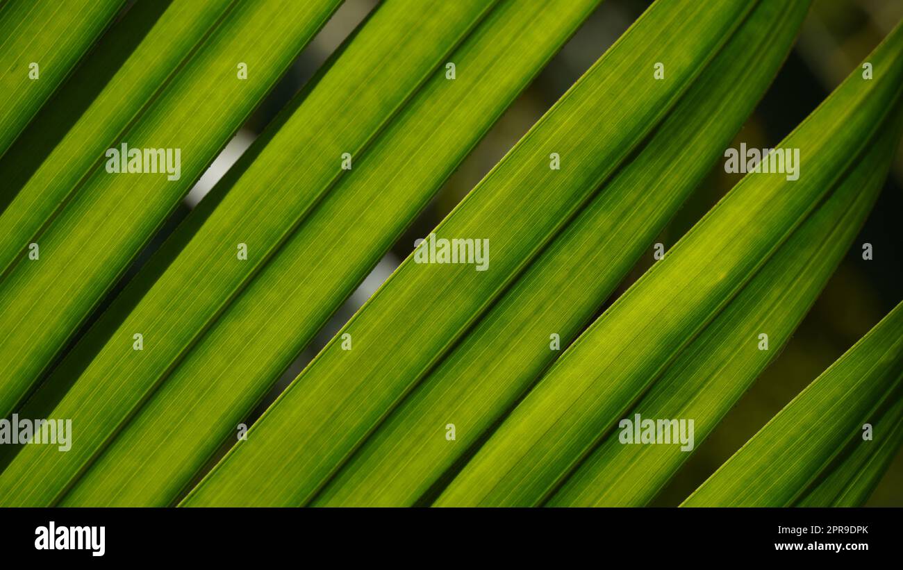 Green leaves pattern hi-res stock photography and images - Alamy