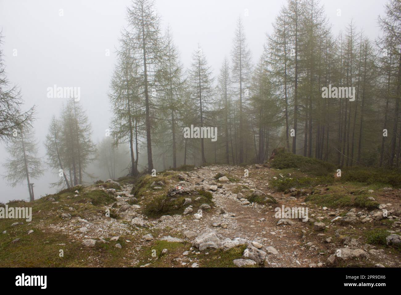 foggy forest in Lienz Dolomites in Austria Stock Photo