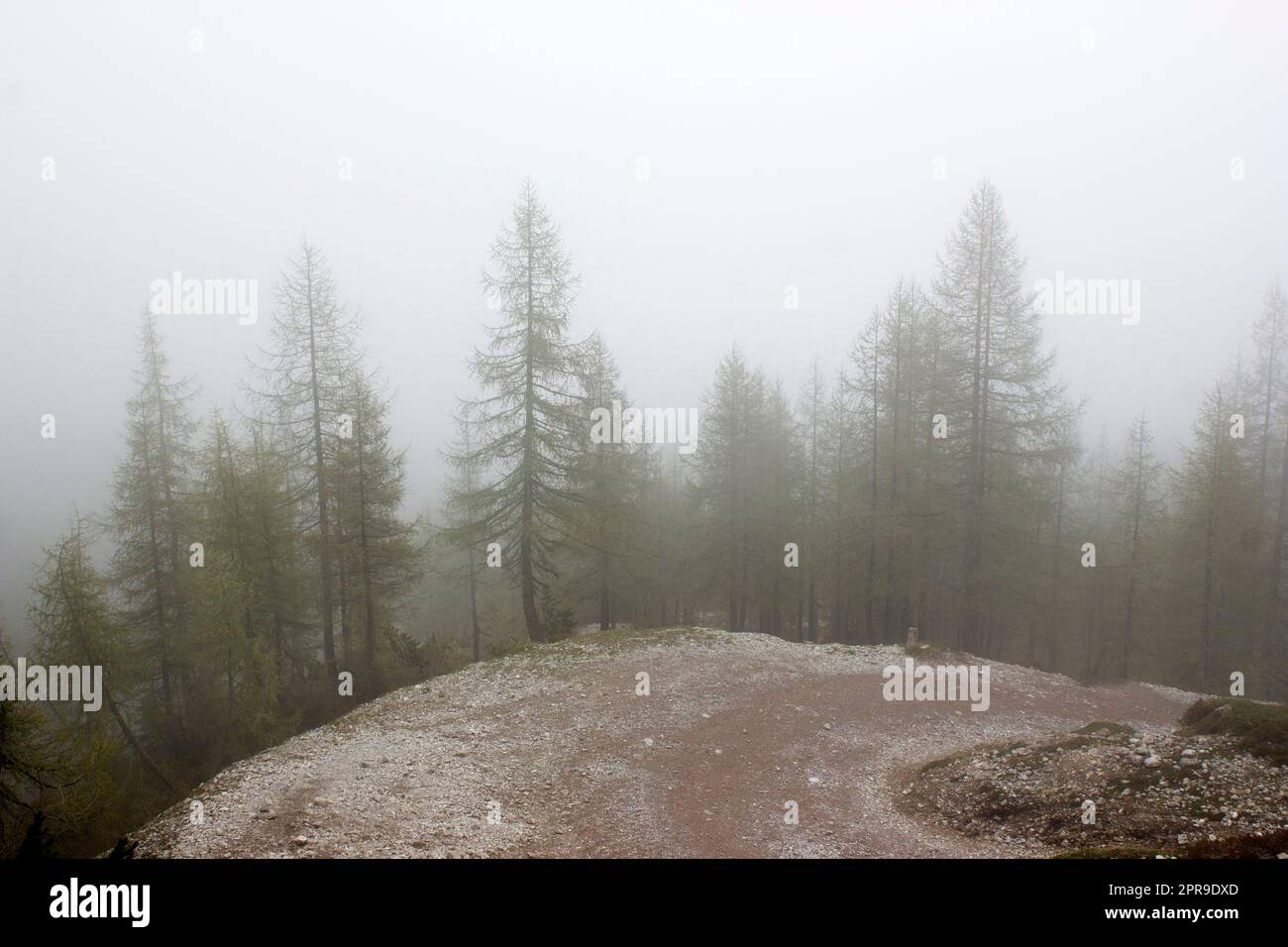 foggy forest in Lienz Dolomites in Austria Stock Photo