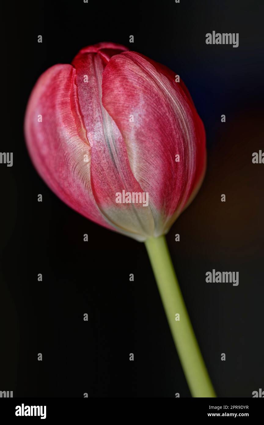 Beautiful tulip with hi-res stock photography and images - Alamy