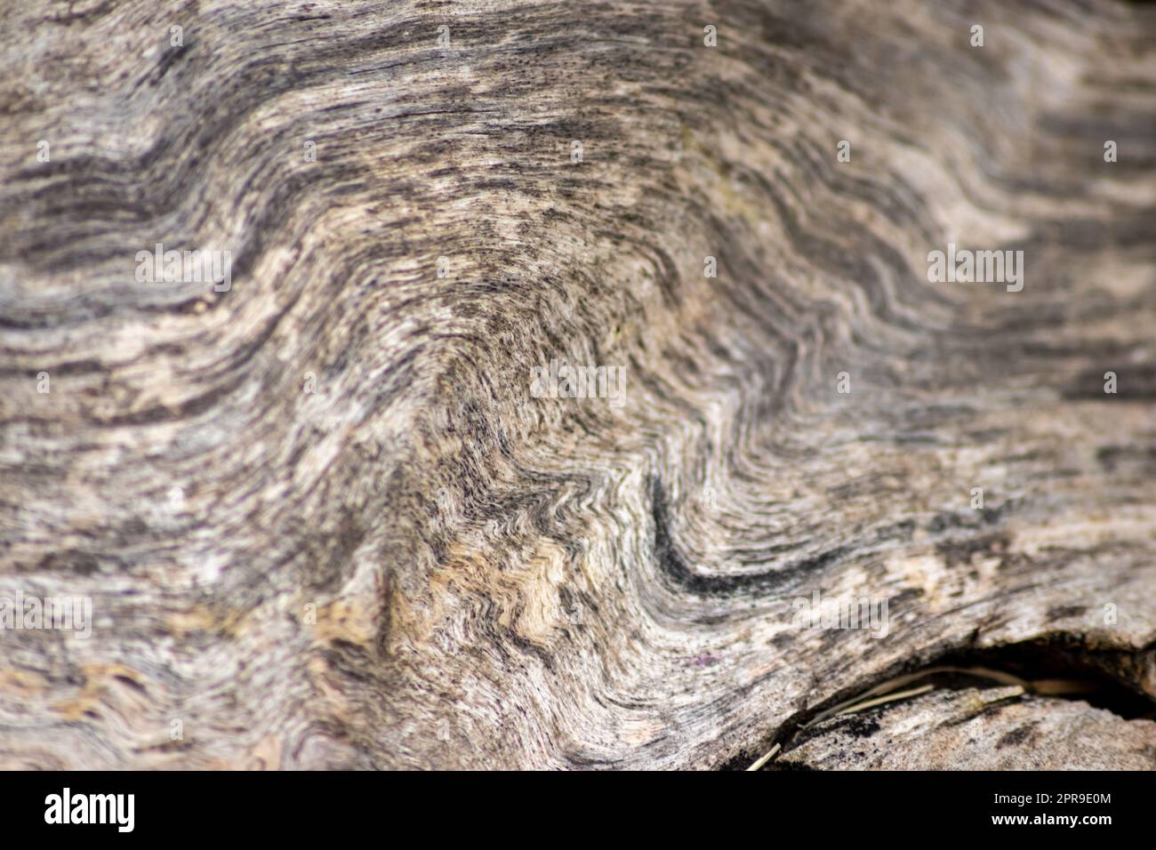 Natural figure of organic wooden grain shows tree details of hardwood ...