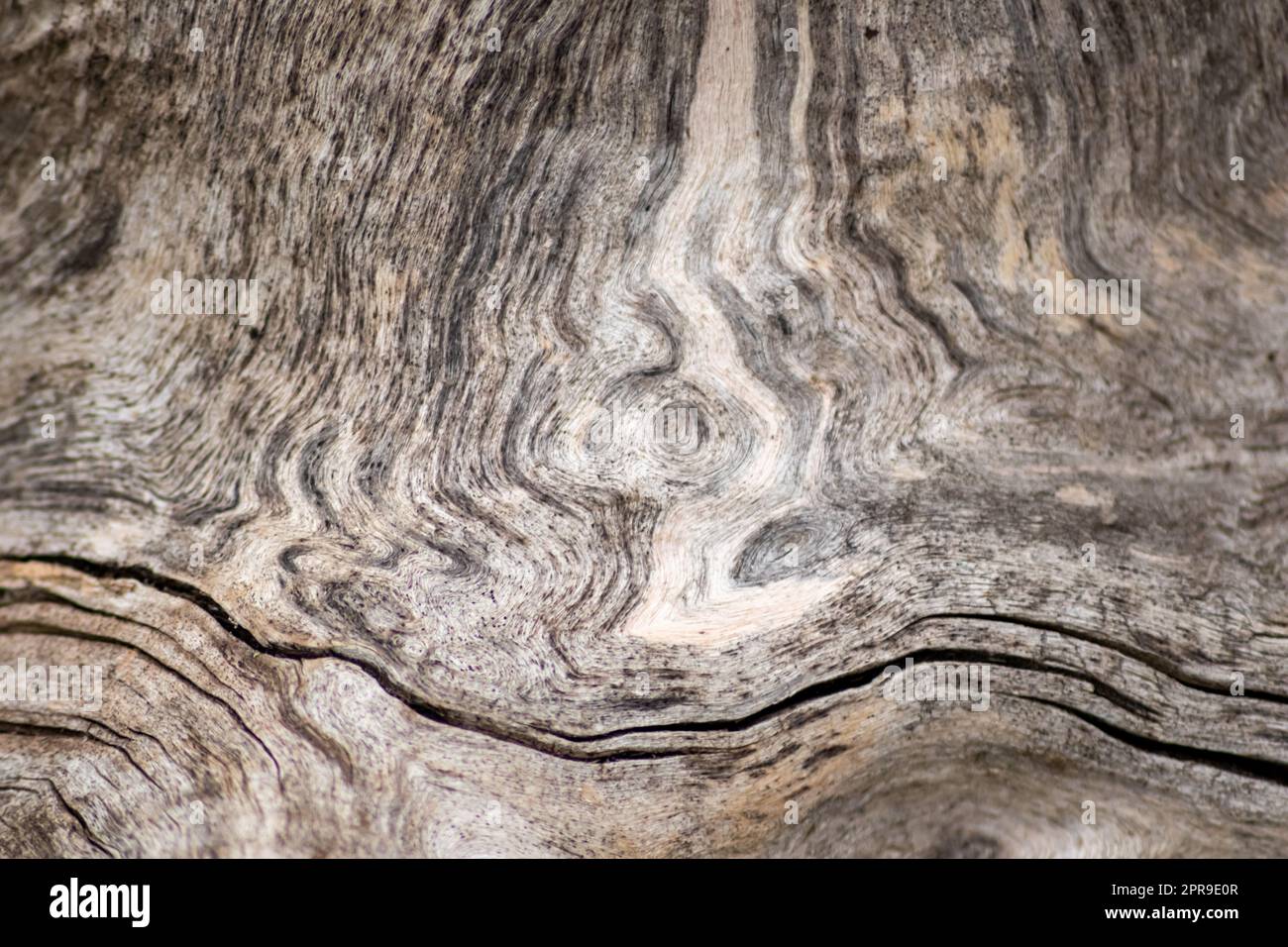 Natural figure of organic wooden grain shows tree details of hardwood