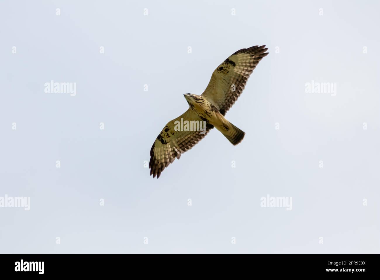 Mighty flying falcon with spreaded wings and brown feathers or golden eagle (aquila chrysaetos) hunting for other birds, mice and rats as bird of prey in sky background and flying raptor Stock Photo