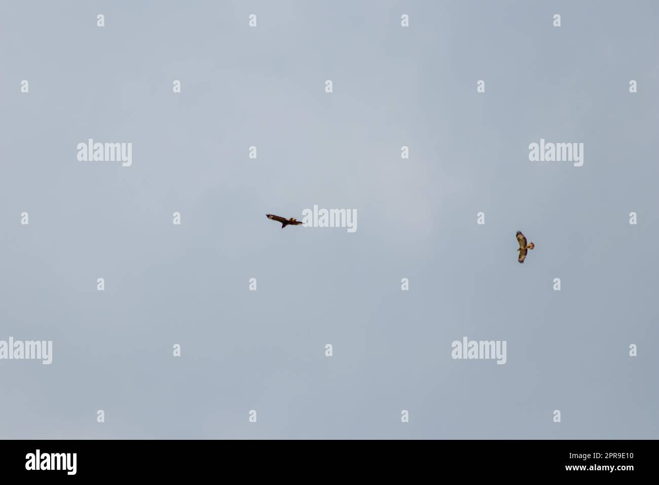 Flying couple of mating falcons with spreaded wings and brown feathers or golden eagles (aquila chrysaetos) hunting for other birds, mice and rats as bird of prey in sky background in mating season Stock Photo