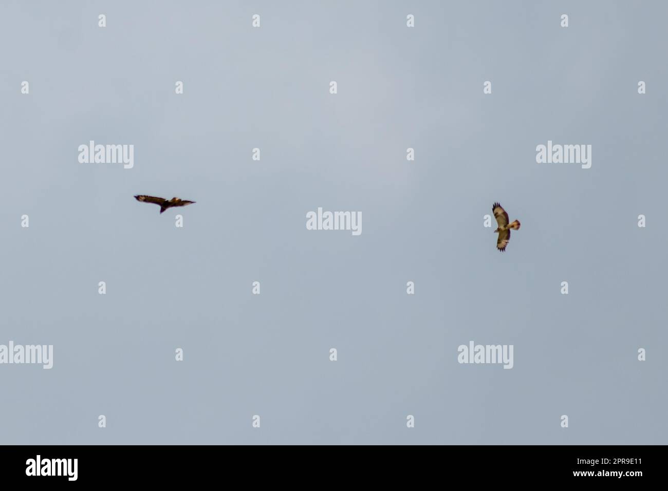 Flying couple of mating falcons with spreaded wings and brown feathers or golden eagles (aquila chrysaetos) hunting for other birds, mice and rats as bird of prey in sky background in mating season Stock Photo