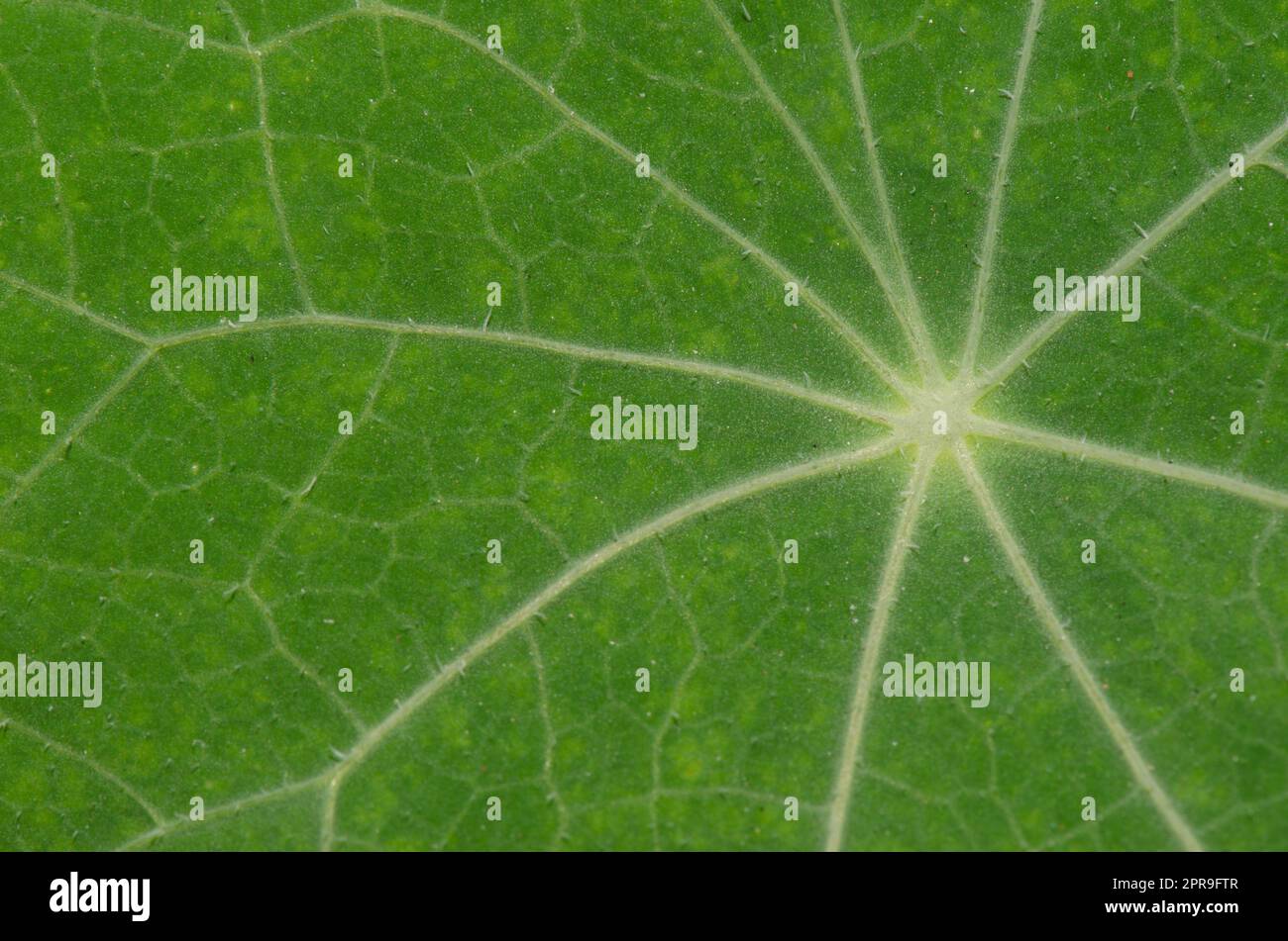 Leaf of garden nasturtium. Stock Photo