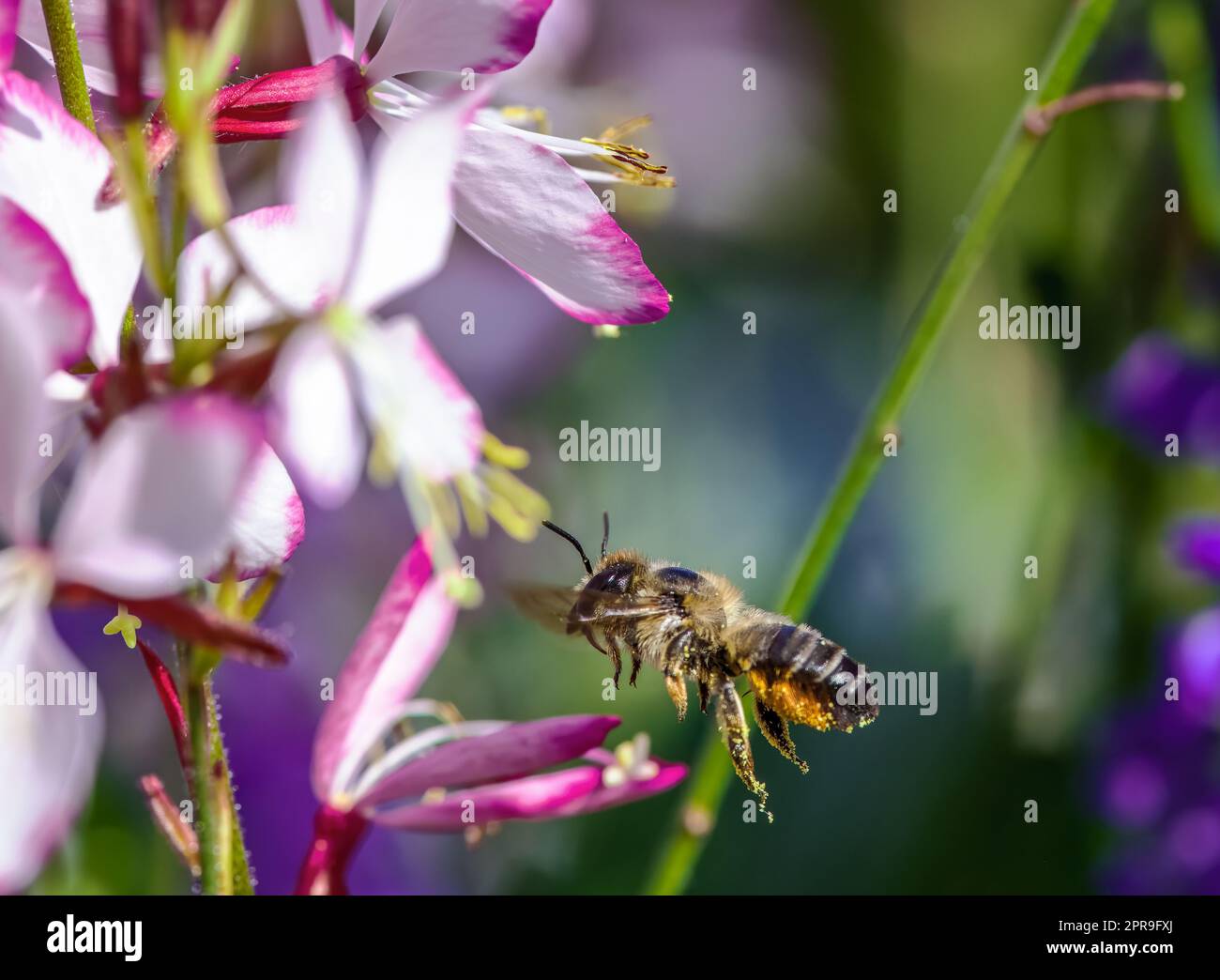 Bee flying to an indian feather flower blossom Stock Photo Alamy