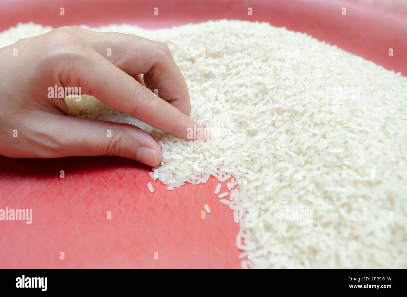 Woman hand holding rice in plastic tray. Uncooked milled white rice. Rice price in world market. World yield for rice concept. Zakat and charity. Global food crisis concept. Organic cereal grain. Stock Photo