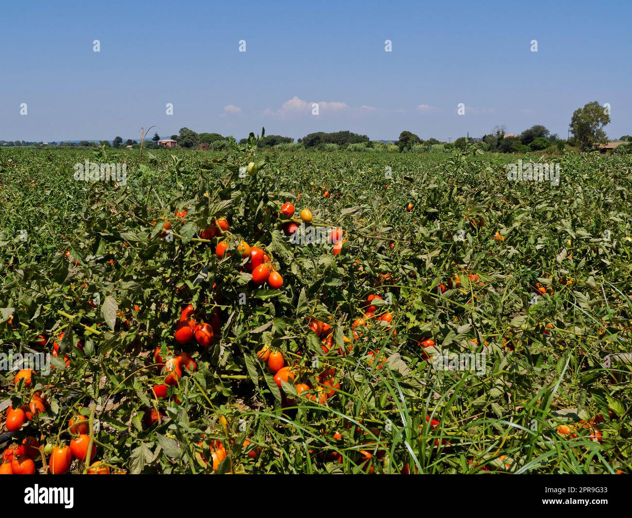 Greece, Agios Andreas - Tomato Plants Stock Photo