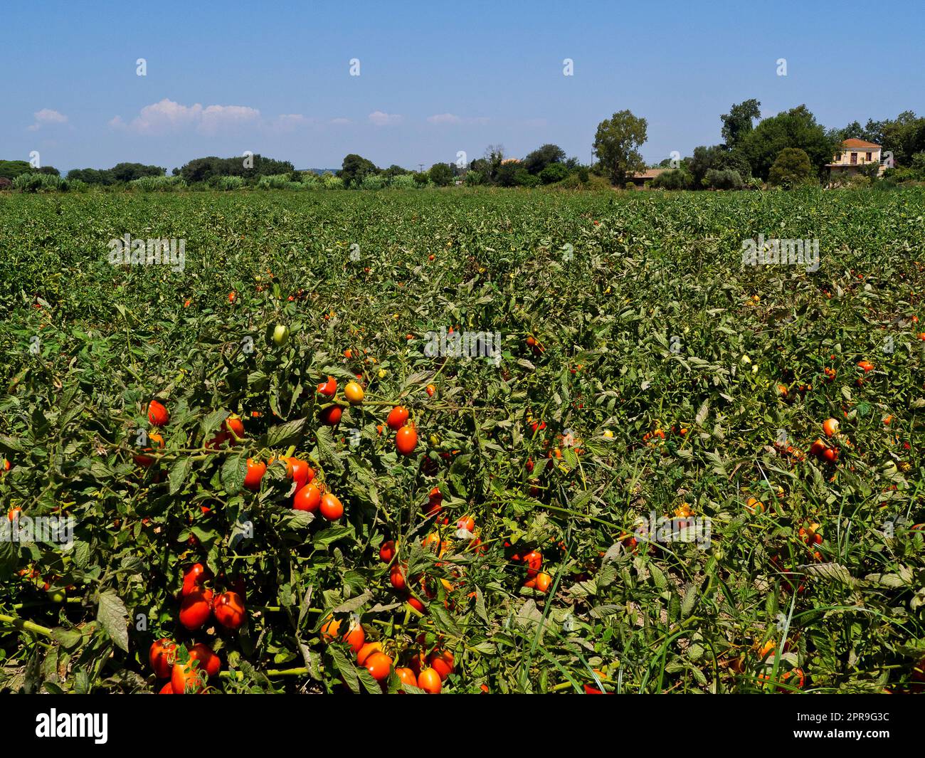 Greece, Agios Andreas - Tomato Plants Stock Photo