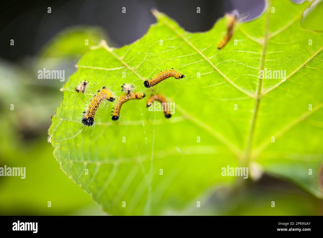 A few yellow caterpillars on the underside of a leaf Stock Photo - Alamy